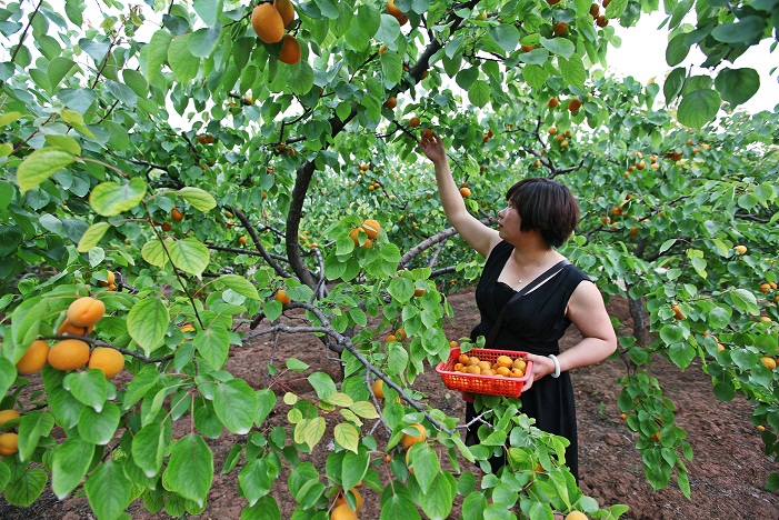 市民亲自到果园采摘杏果IMG_1135.JPG